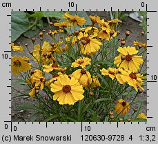 Coreopsis tinctoria (nachyłek barwierski)