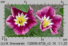 Convolvulus tricolor (powój trójbarwny)