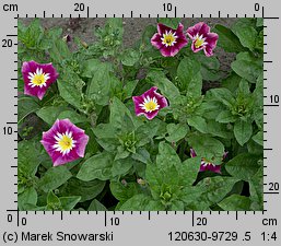 Convolvulus tricolor (powój trójbarwny)