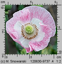 Papaver somniferum (mak lekarski)