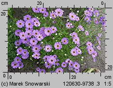 Brachyscome iberidifolia (czubatka ubiorkolistna)