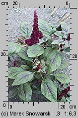 Amaranthus cruentus (szarłat wyniosły)