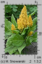 Celosia argentea var. plumosa (celozja srebrzysta odm. pierzasta)