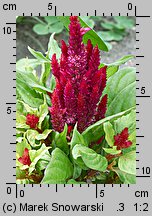 Celosia argentea var. plumosa (celozja srebrzysta odm. pierzasta)