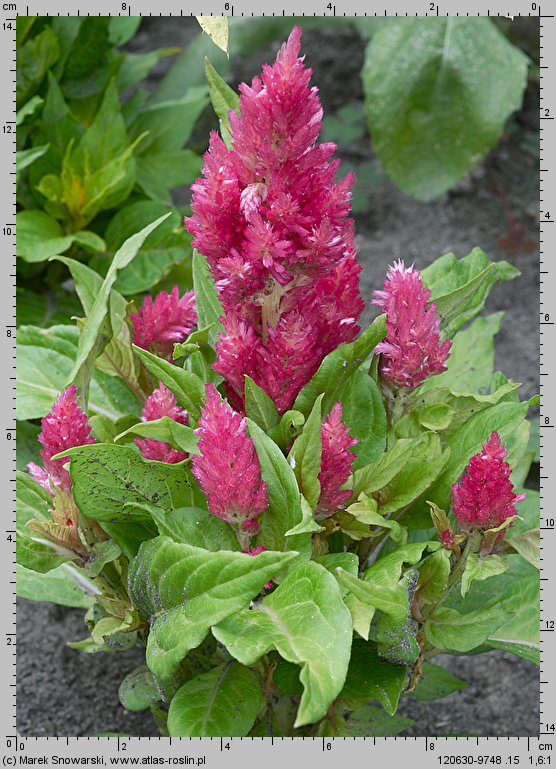 Celosia argentea var. plumosa (celozja srebrzysta odm. pierzasta)