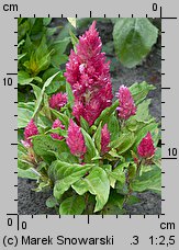 Celosia argentea var. plumosa (celozja srebrzysta odm. pierzasta)