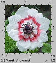 Anemone coronaria (zawilec wieńcowy)