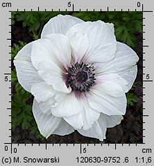 Anemone coronaria (zawilec wieńcowy)