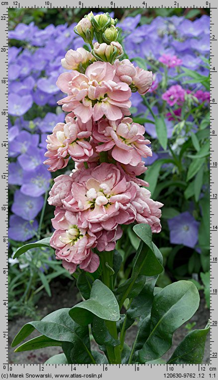 Matthiola incana (lewkonia letnia)