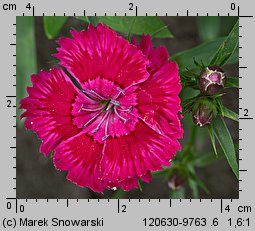 Dianthus chinensis (goździk chiński)