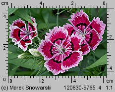 Dianthus chinensis (goździk chiński)