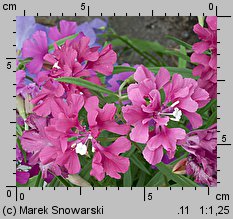 Clarkia elegans (dzierotka nadobna)