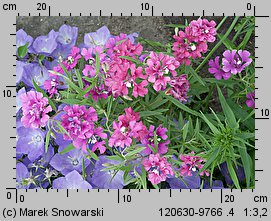 Clarkia elegans (dzierotka nadobna)