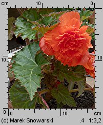 Begonia ×tuberhybrida (begonia bulwiasta)