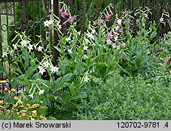 Nicotiana alata (tytoń oskrzydlony)