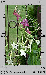 Nicotiana alata (tytoń oskrzydlony)