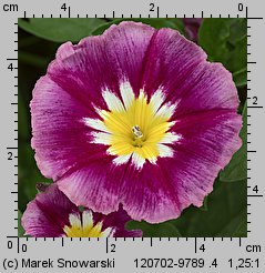 Convolvulus tricolor (powój trójbarwny)