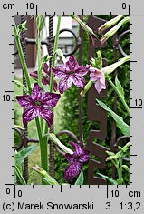 Nicotiana alata (tytoń oskrzydlony)