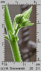 Nicotiana alata (tytoń oskrzydlony)