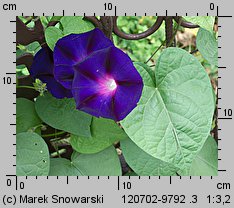 Ipomoea purpurea (wilec purpurowy)