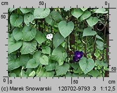 Ipomoea purpurea (wilec purpurowy)