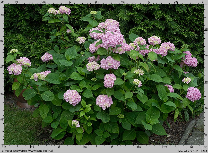 Hydrangea macrophylla (hortensja ogrodowa)