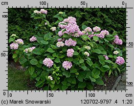 Hydrangea macrophylla (hortensja ogrodowa)