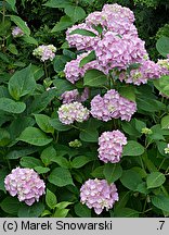 Hydrangea macrophylla (hortensja ogrodowa)