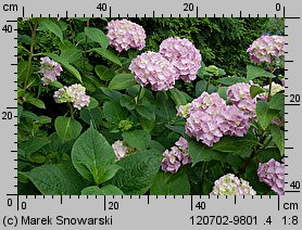 Hydrangea macrophylla (hortensja ogrodowa)