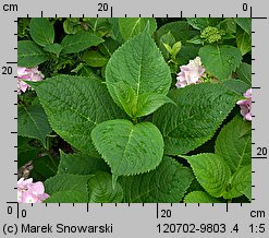 Hydrangea macrophylla (hortensja ogrodowa)