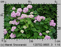 Hydrangea macrophylla (hortensja ogrodowa)