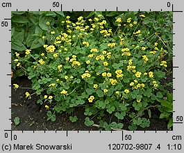 Oxalis valdiviensis (szczawik żółty (ogrodowy))