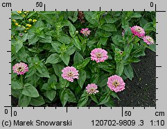 Zinnia elegans (cynia wytworna)