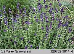 Salvia viridis (szałwia zielona)