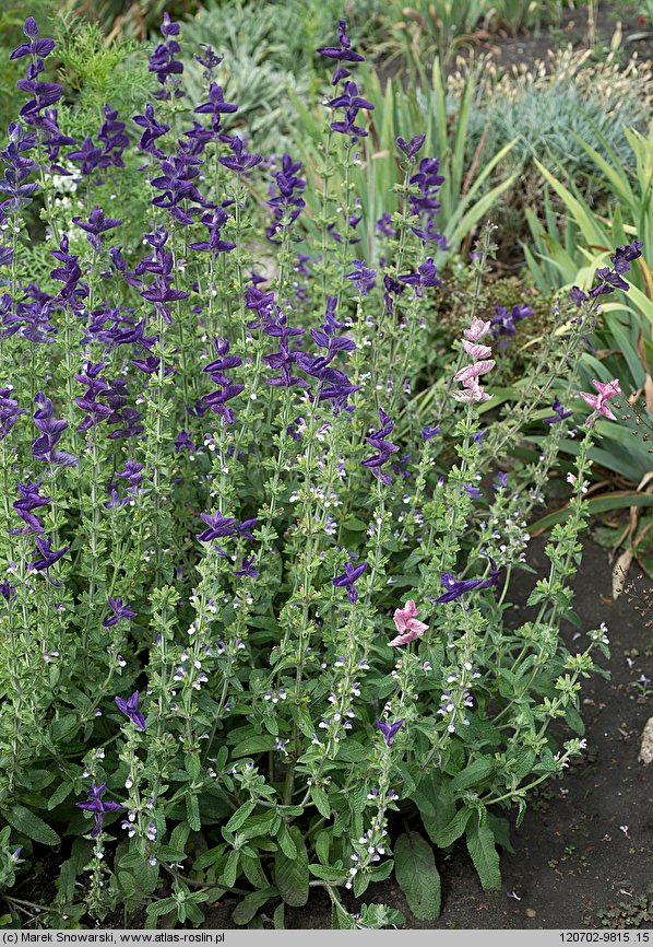 Salvia viridis (szałwia zielona)