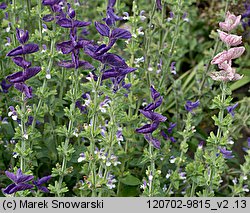 Salvia viridis (szałwia zielona)