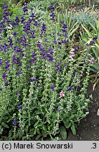 Salvia viridis (szałwia zielona)