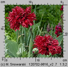 Papaver somniferum (mak lekarski)