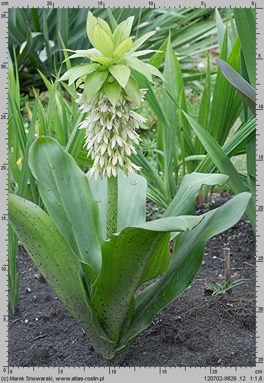 Eucomis bicolor (eukomis dwubarwny)