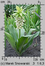 Eucomis bicolor (eukomis dwubarwny)