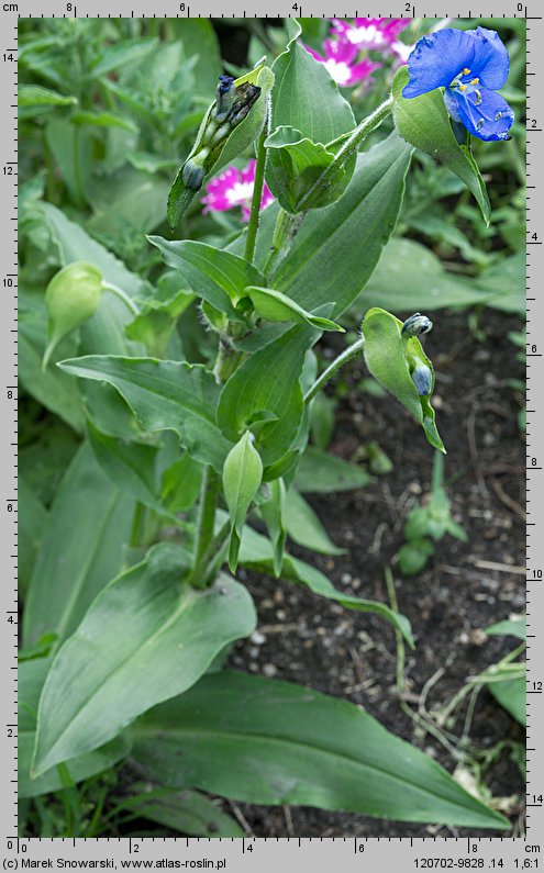 Commelina coelestis (komelina bulwiasta)