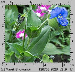 Commelina coelestis (komelina bulwiasta)