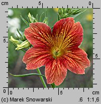 Salpiglossis sinuata (tujałka zmienna)