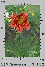 Salpiglossis sinuata (tujałka zmienna)