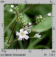 Gypsophila elegans (łyszczec nadobny)