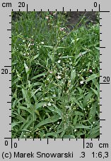 Gypsophila elegans (łyszczec nadobny)