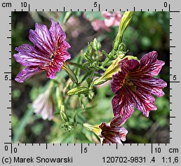 Salpiglossis sinuata (tujałka zmienna)