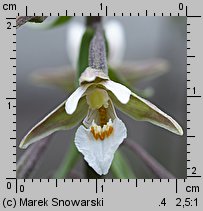 Epipactis palustris (kruszczyk błotny)