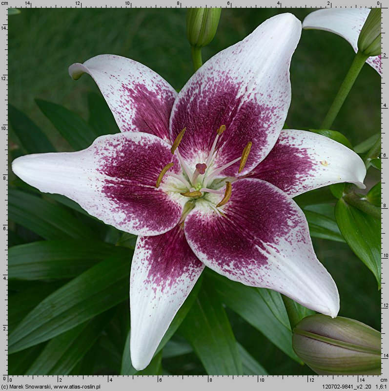 Lilium Dot.com