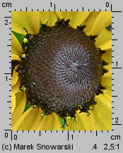 Rudbeckia hirta (rudbekia owłosiona)